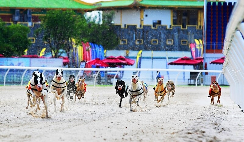 Có các giải đua chó được tổ chức với quy mô lớn nhỏ khác nhau